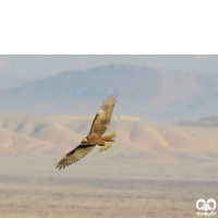 گونه سنقر تالابی Western Marsh Harrier